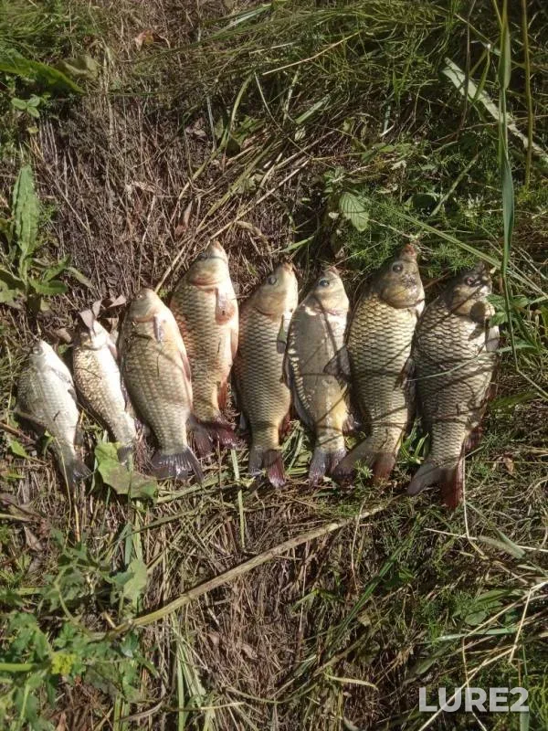 Carp, Crucian carp — Orlovskaya oblast, Jul 11, 2019