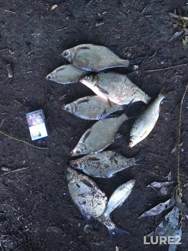 Bream, Roach — Oka, Jul 09, 2019