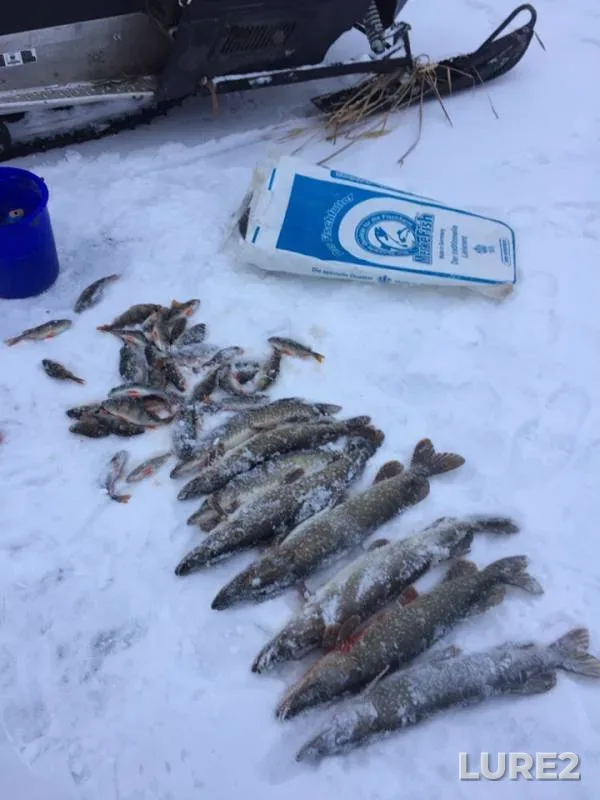 Perch, Pike — Chatkul, Dec 05, 2018