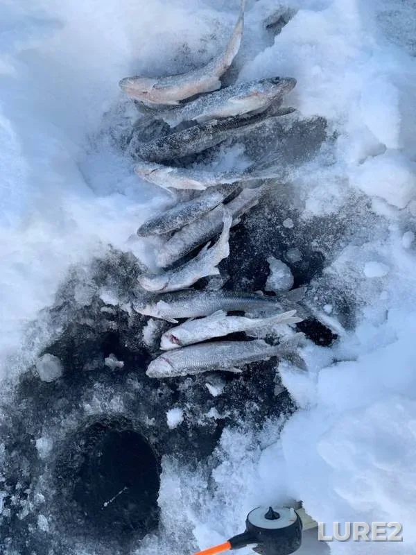 Burbot — Tuloma, Nov 17, 2019