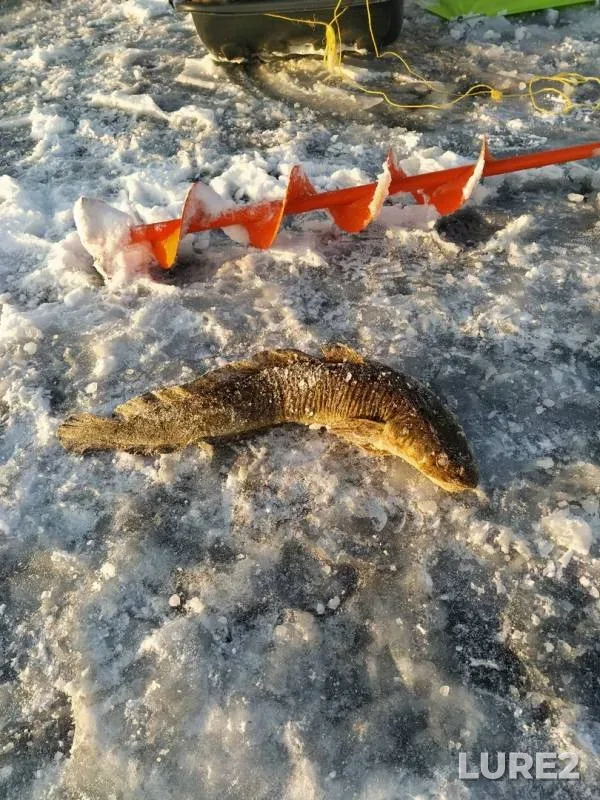 Burbot — Imandra, Nov 04, 2019