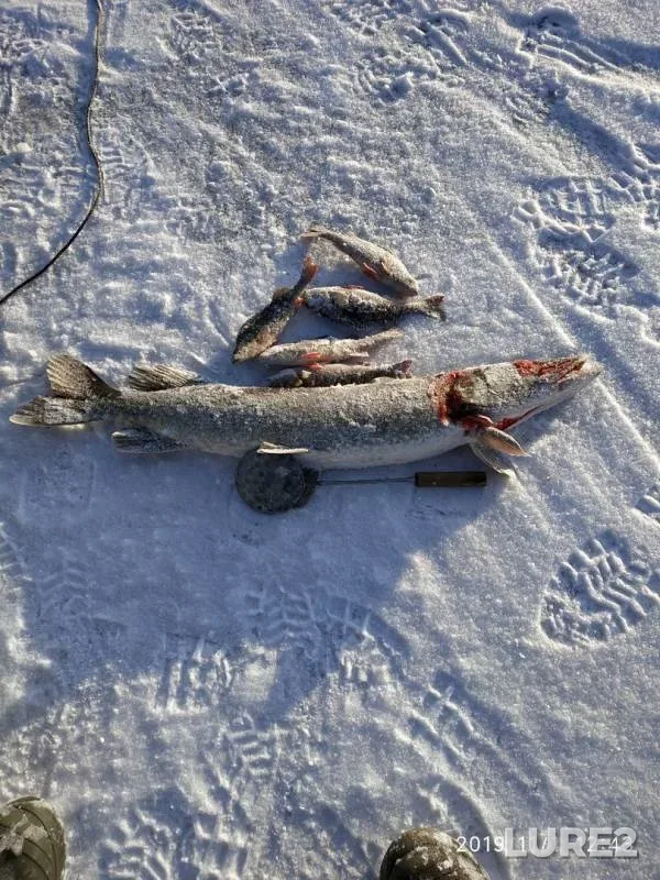 Perch, Pike — Uzkaya Lambina, Nov 01, 2019