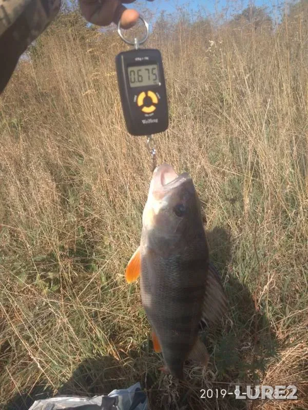 Perch — Orlovskaya oblast, Sep 12, 2019
