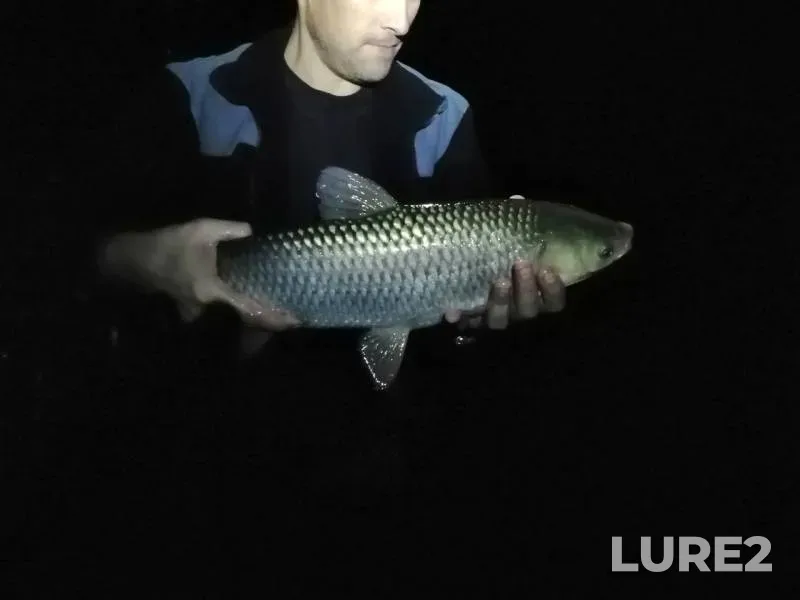 Carp — Orlovskaya oblast, Sep 11, 2019