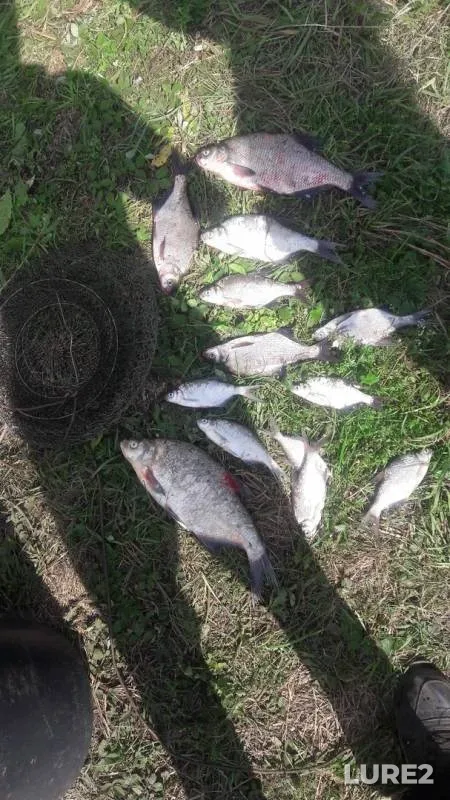 Bream — Neruch, Sep 09, 2019