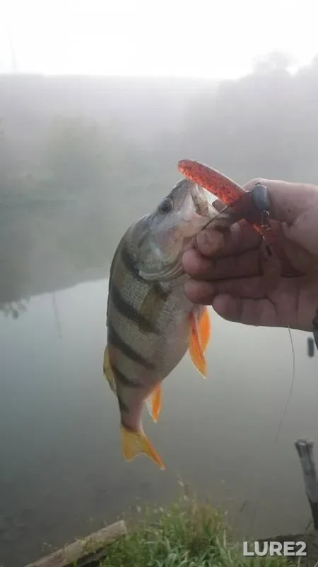 Perch — Zusha, Sep 07, 2019