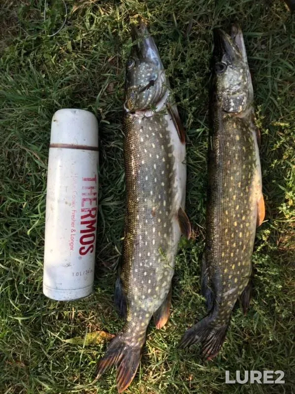 Pike — Oka, Sep 07, 2019