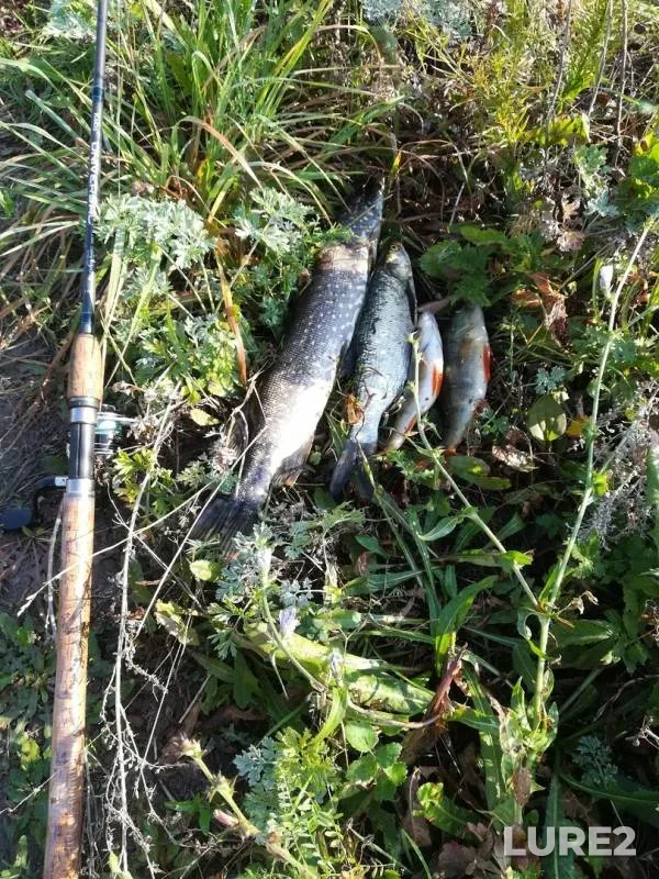 Perch, Pike — Zusha, Sep 07, 2019