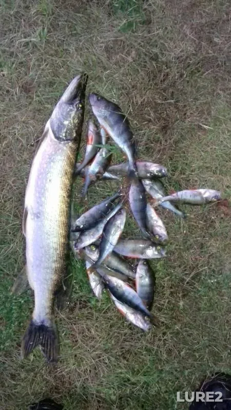 Perch, Pike — Staroye, Sep 05, 2019