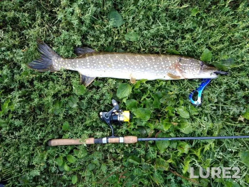 Pike — Oka, Aug 24, 2019