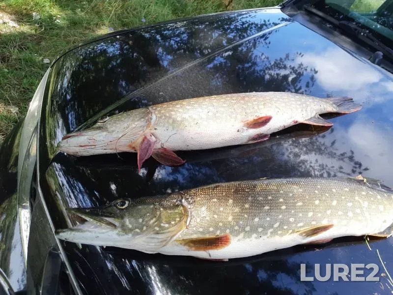 Pike — Neruch, Aug 21, 2019