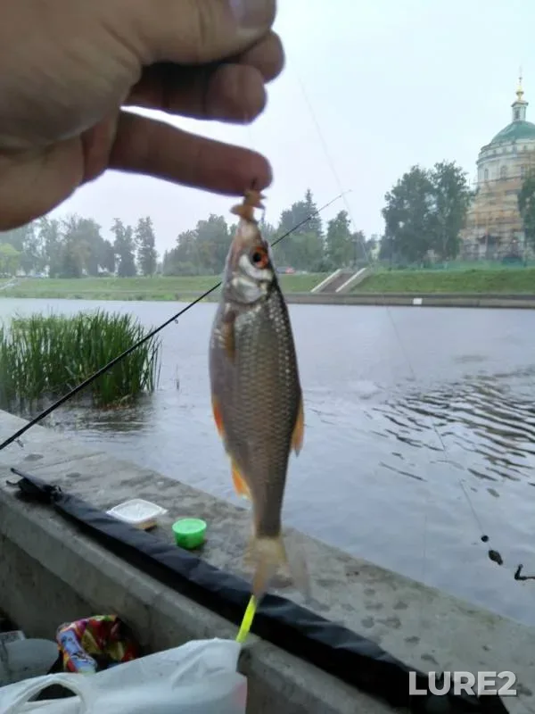 Bream, Roach — Orlik, Aug 17, 2019