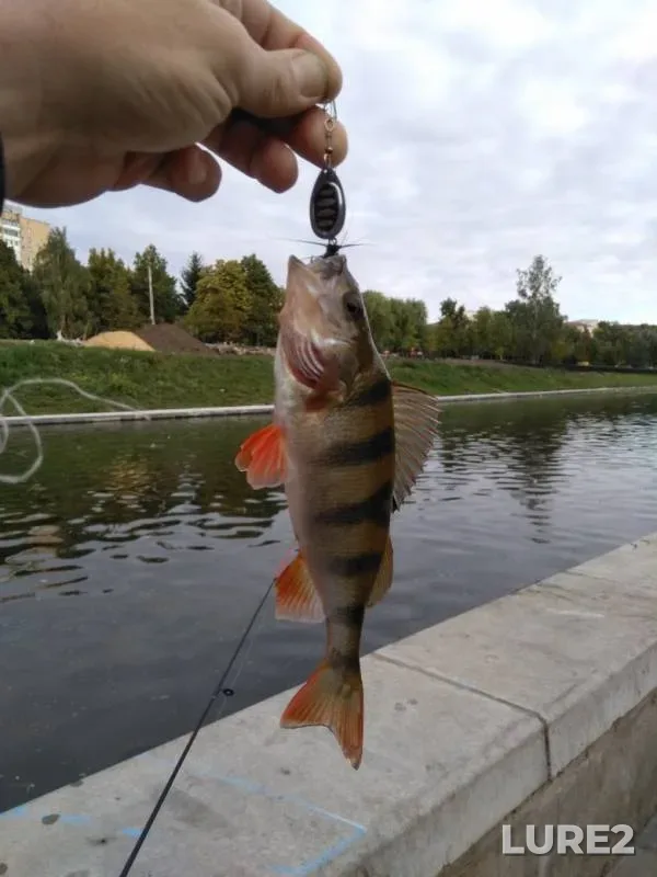 Perch — Orlik, Aug 12, 2019