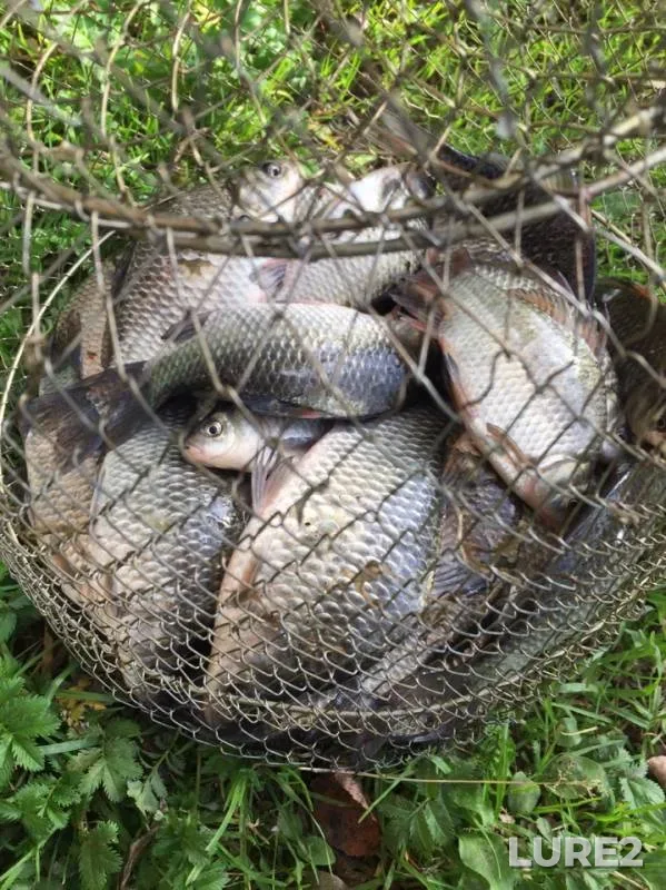 Crucian carp — Orlitsa, Aug 11, 2019