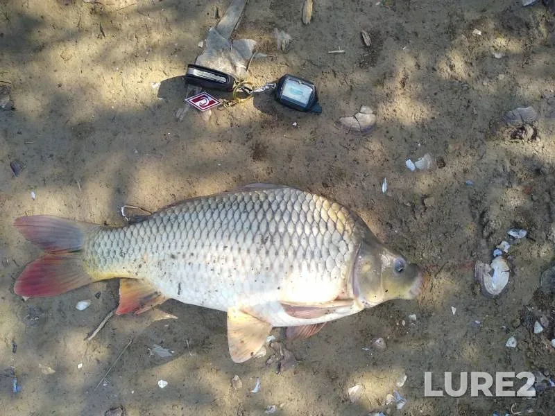 Carp — Orlovskaya oblast, Aug 11, 2019