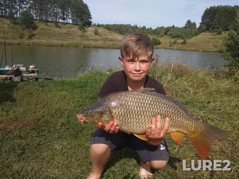 Carp — Orlovskaya oblast, Aug 07, 2019