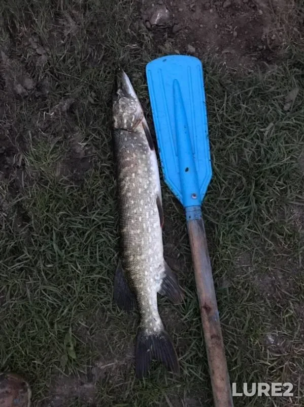 Pike — Zusha, Aug 02, 2019