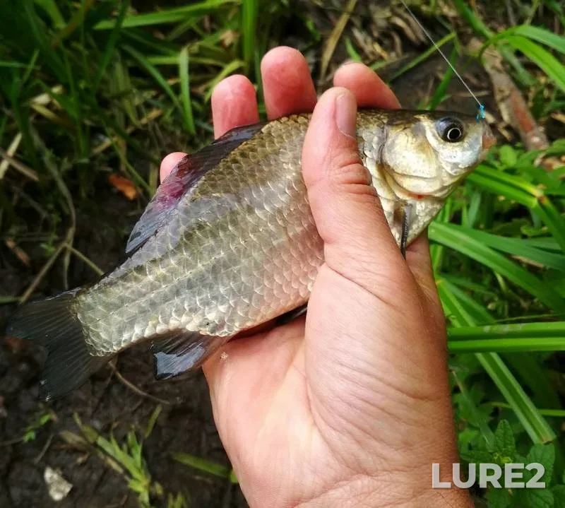Crucian carp — Orlik, Jul 31, 2019