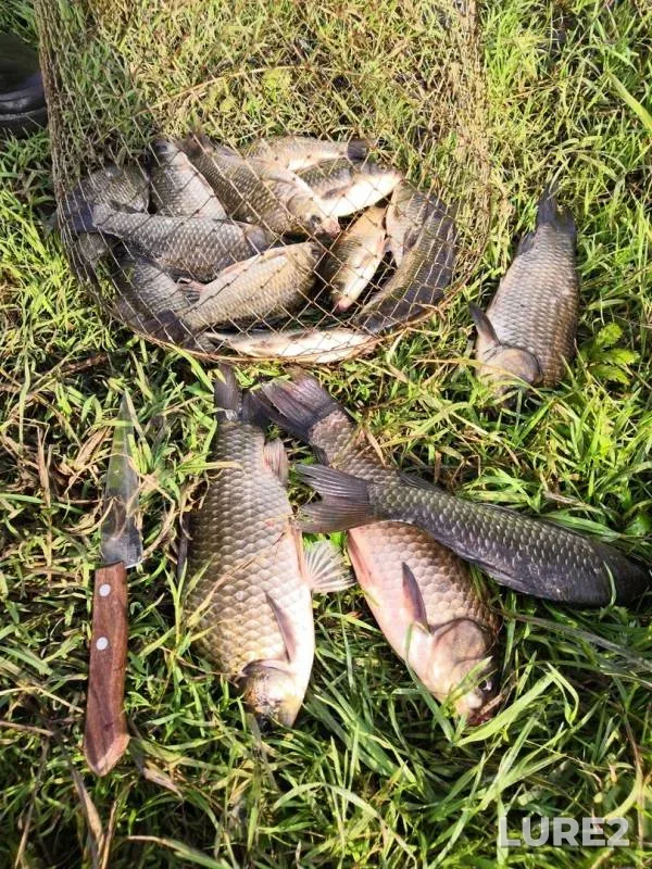 Crucian carp — Orlovskaya oblast, Jul 27, 2019