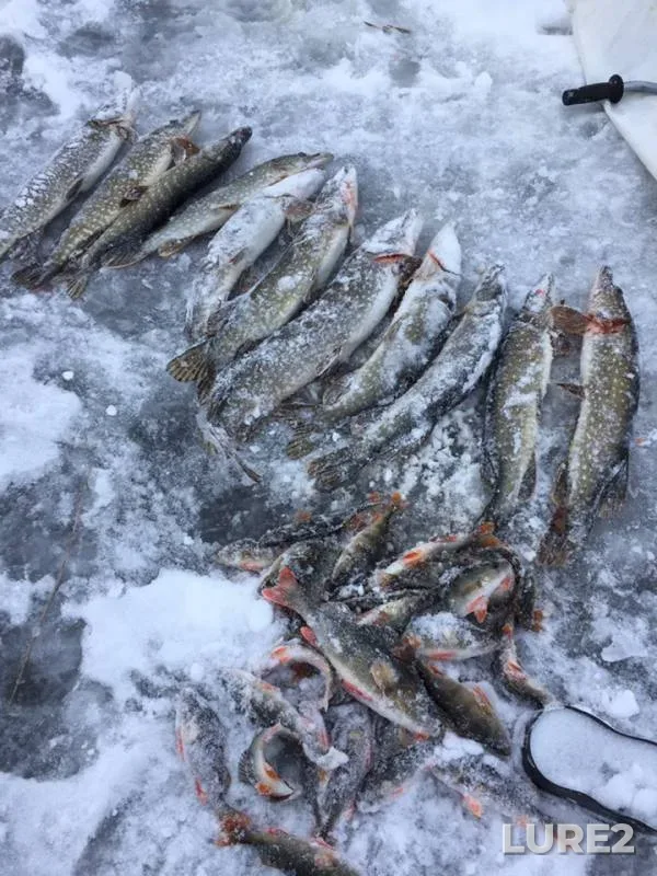 Perch, Pike — Chatkul, Nov 21, 2018