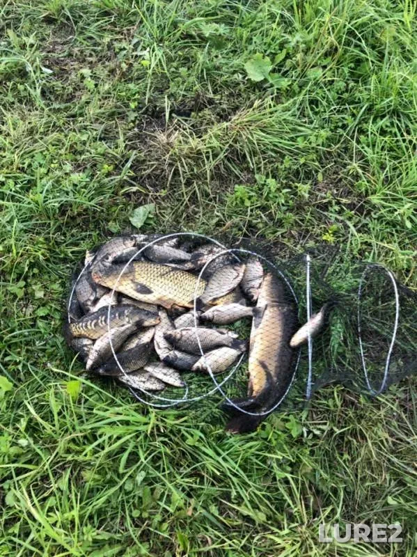 Carp — Orlovskaya oblast, Jul 24, 2019