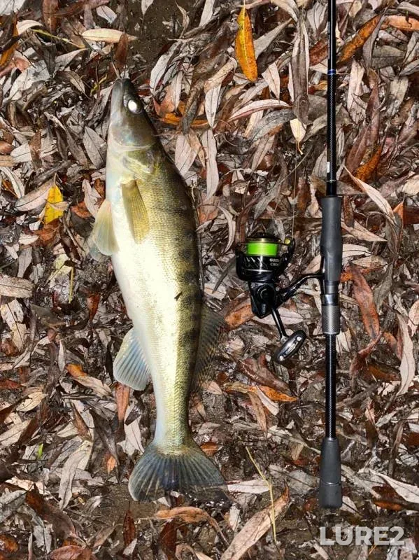 Zander — Oka, Nov 10, 2019