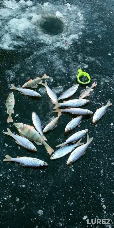 Perch, Roach — Orlovskaya oblast, Nov 23, 2019