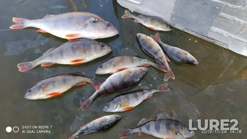 Perch — Knubr, Nov 24, 2019