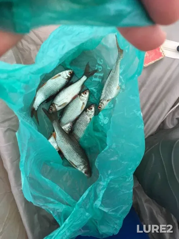 Roach — Respublika Bashkortostan, Nov 18, 2018