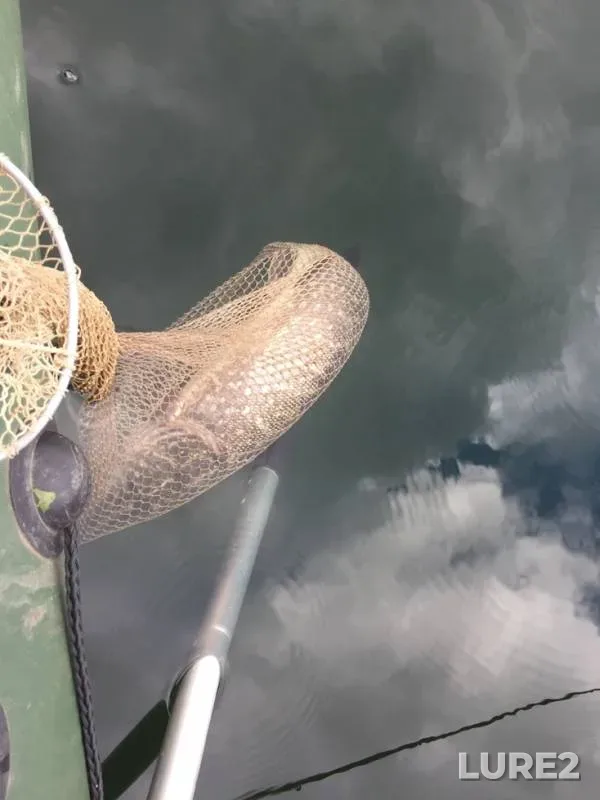 Pike — Zusha, Sep 28, 2019