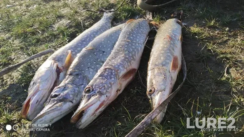 Pike — Neruch, Sep 28, 2019