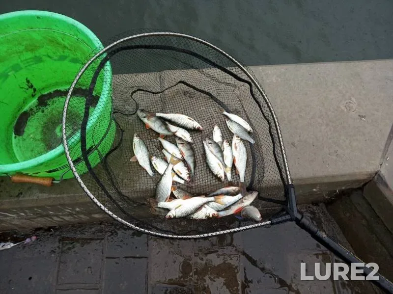 Perch, Roach — Oka, Sep 29, 2019