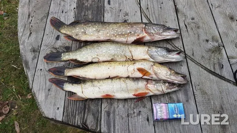 Pike — Orlovskaya oblast, Oct 01, 2019