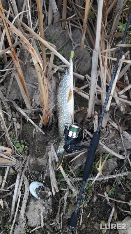 Pike — Neruch, Oct 13, 2019