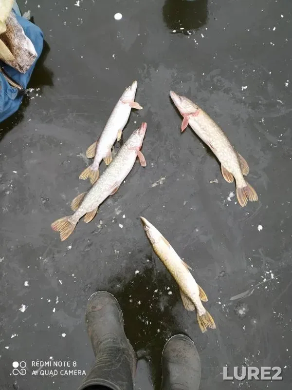Perch, Pike — Orlovskaya oblast, Nov 27, 2019