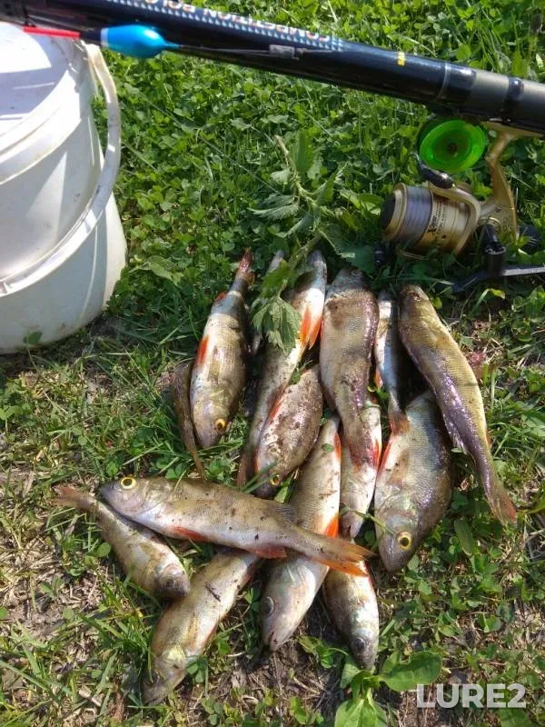 Perch — Shiyam, May 30, 2019