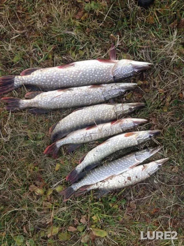 Pike — Kurya, Oct 14, 2018