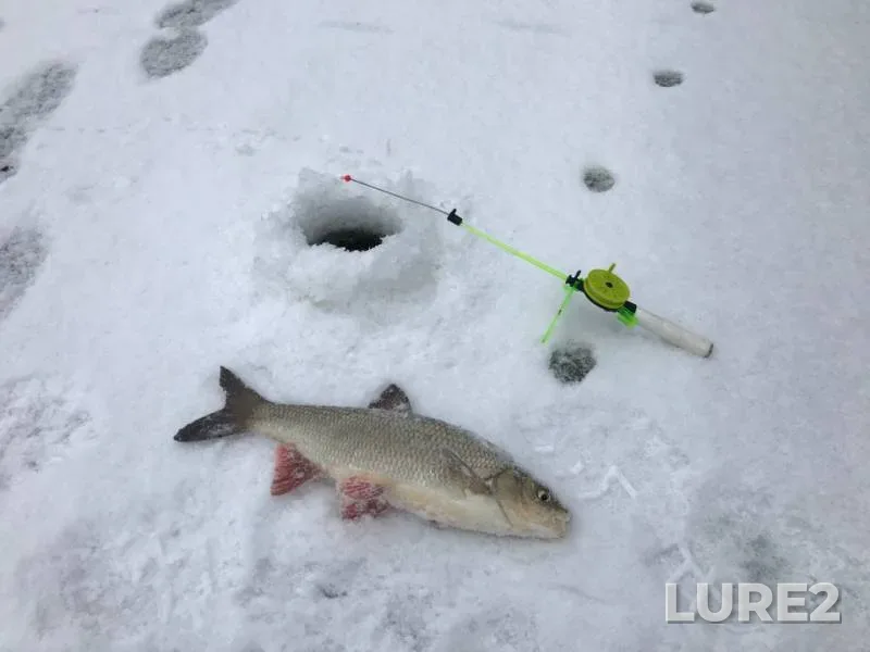 Ide, Perch — Kulma, Nov 20, 2018