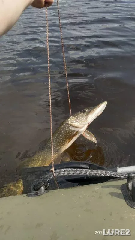 Pike — Spirovka, Jun 06, 2019