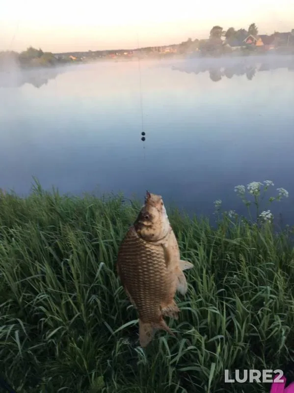 Crucian carp — Kirovskaya oblast, Jun 08, 2019