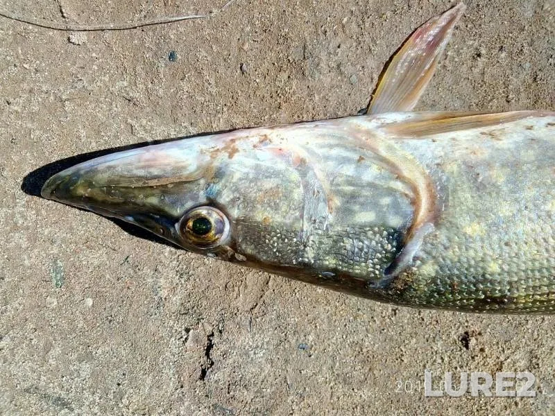 Pike — Vyatka, Jun 15, 2019