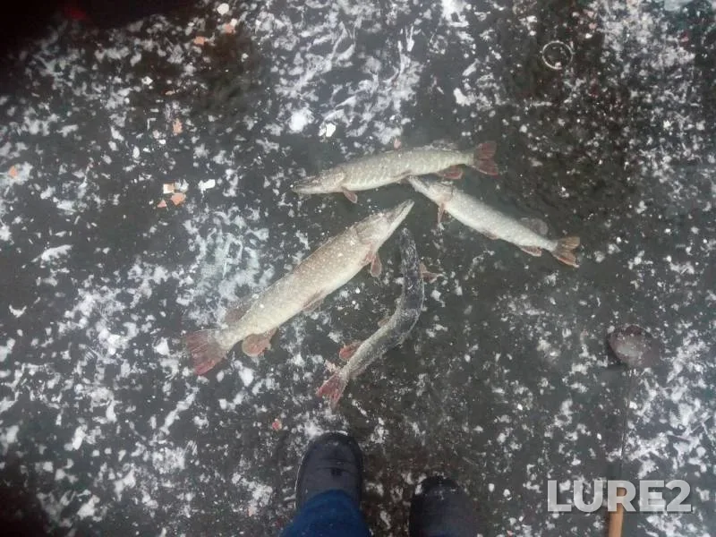 Pike — Karmanovskoye, Nov 17, 2018