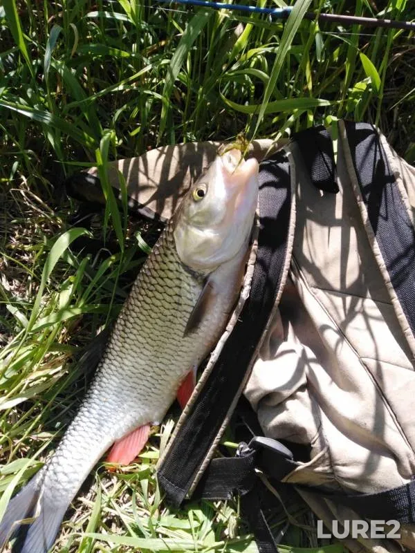 Chub — Bystritsa, Jun 18, 2019