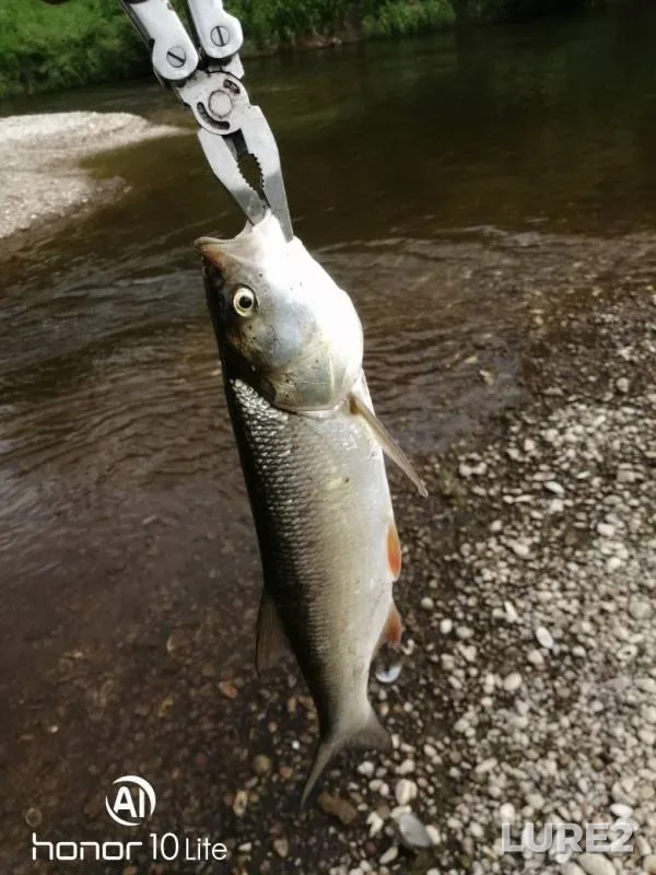 Chub, Pike — Bystritsa, Jun 18, 2019