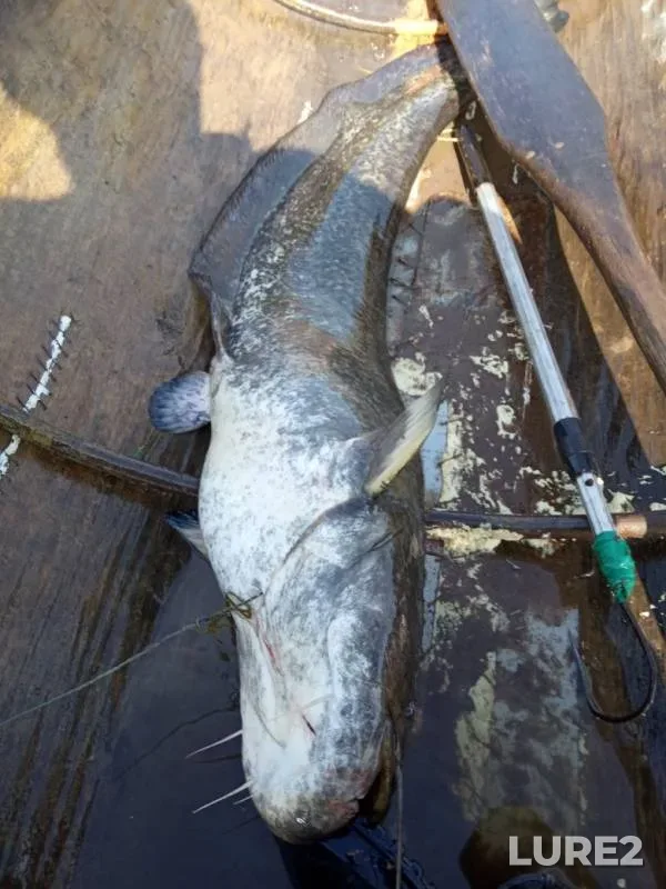 Wels catfish — Kilmez, Jul 21, 2019