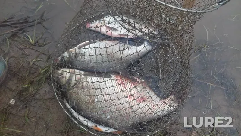 Bream — Vyatka, Aug 12, 2019
