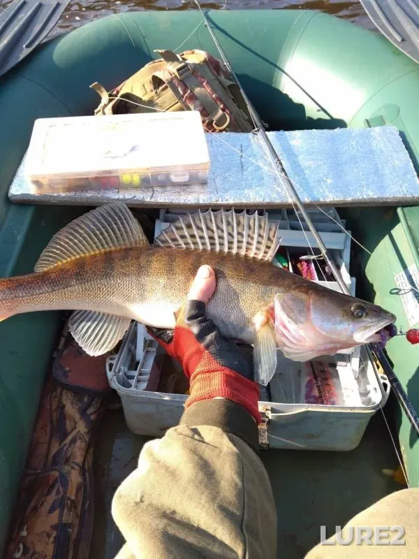 Pike, Zander — Vyatka, Oct 04, 2019