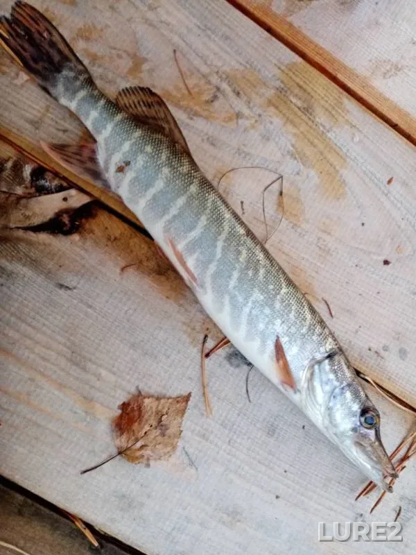 Pike — Vyatka, Oct 09, 2019