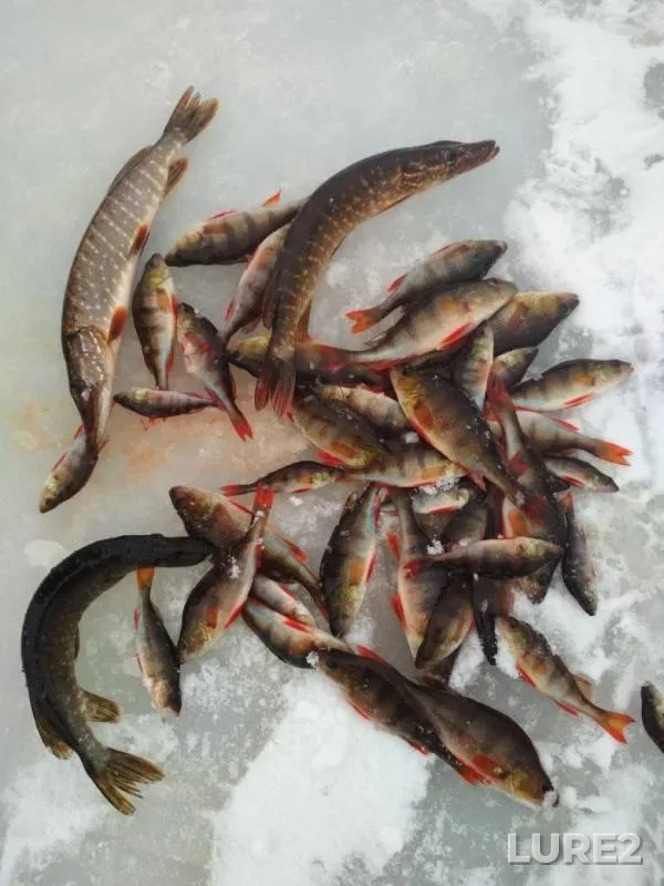 Perch, Pike — Poda, Nov 17, 2019