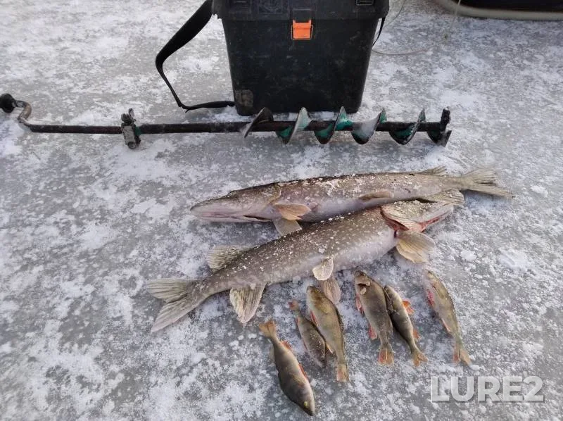 Perch, Pike — Kirovskaya oblast, Nov 24, 2019